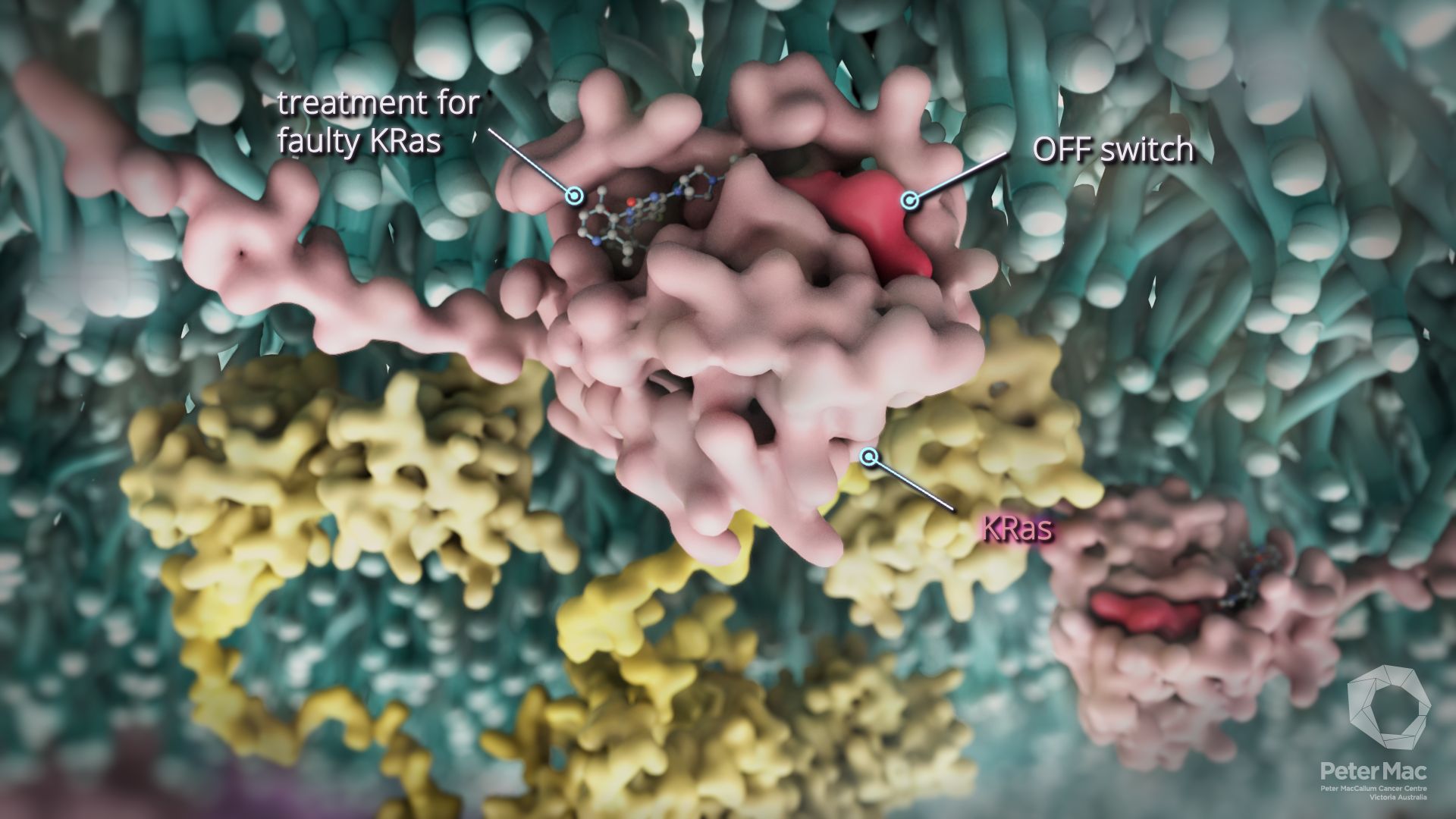 An illustration of the KRAS-G12C protein inside a cancer cell. Photo: Maya Divjak/Peter Mac