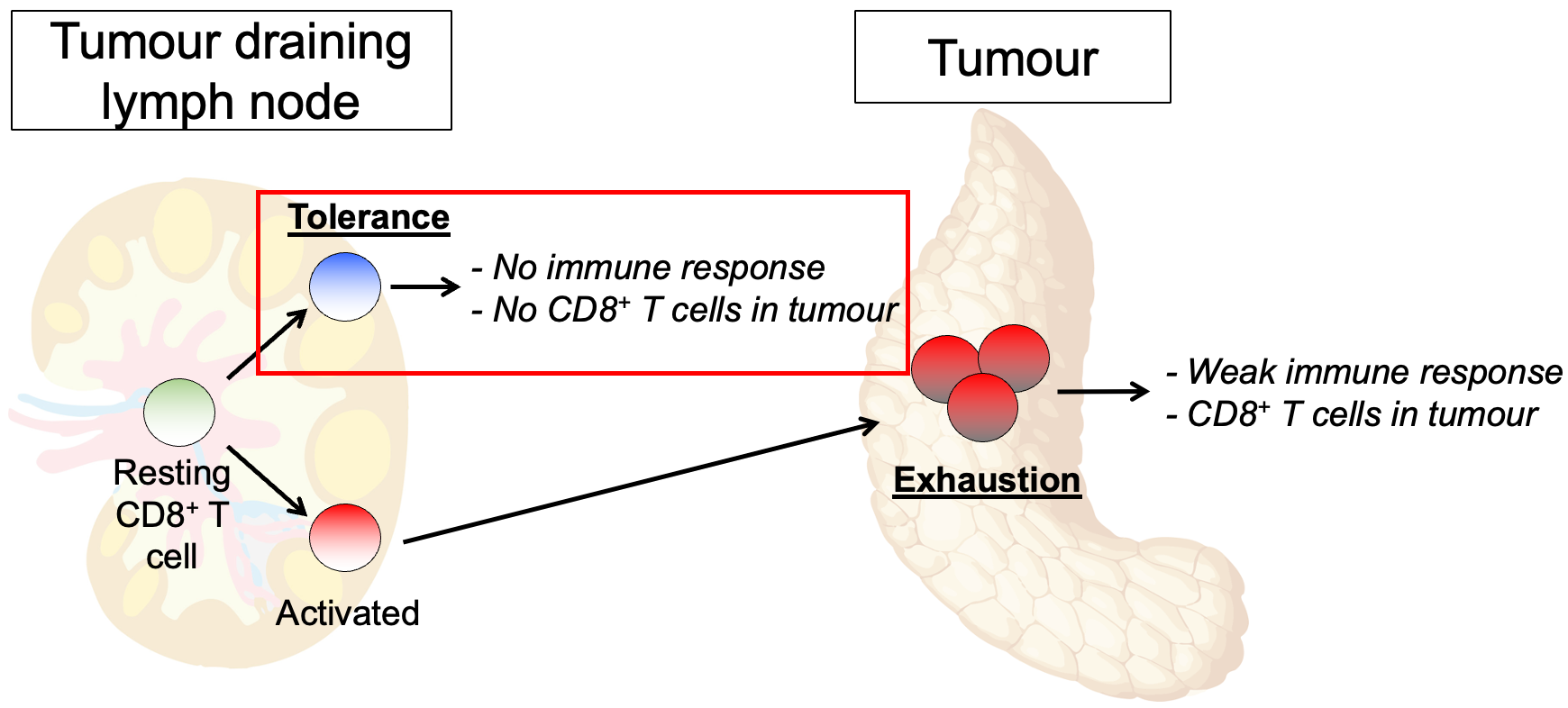 Restraint of anti-tumour T cell immunity by the tolerance and exhaustion regulatory checkpoints (Ian Parish lab)